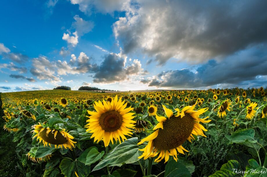 champ de tournesol thierry michel