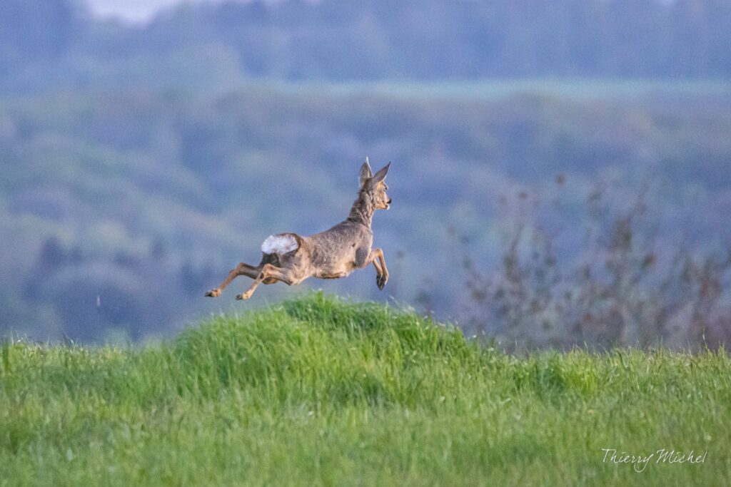 chevreuil en plein saut